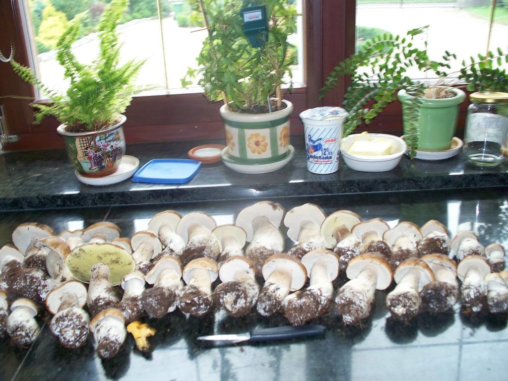 Drzonków Gosciniec Sloneczny酒店 外观 照片